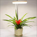 Home Office Desk Flower And Plant Growth Lamp - Decorative