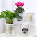 Self Watering Mini Round Design Succulent Plant Pot -