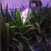 Solar Powered LED Lily Fairy Lights - Decorative Piece